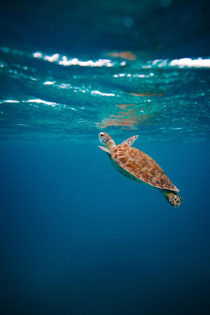 sea turtles