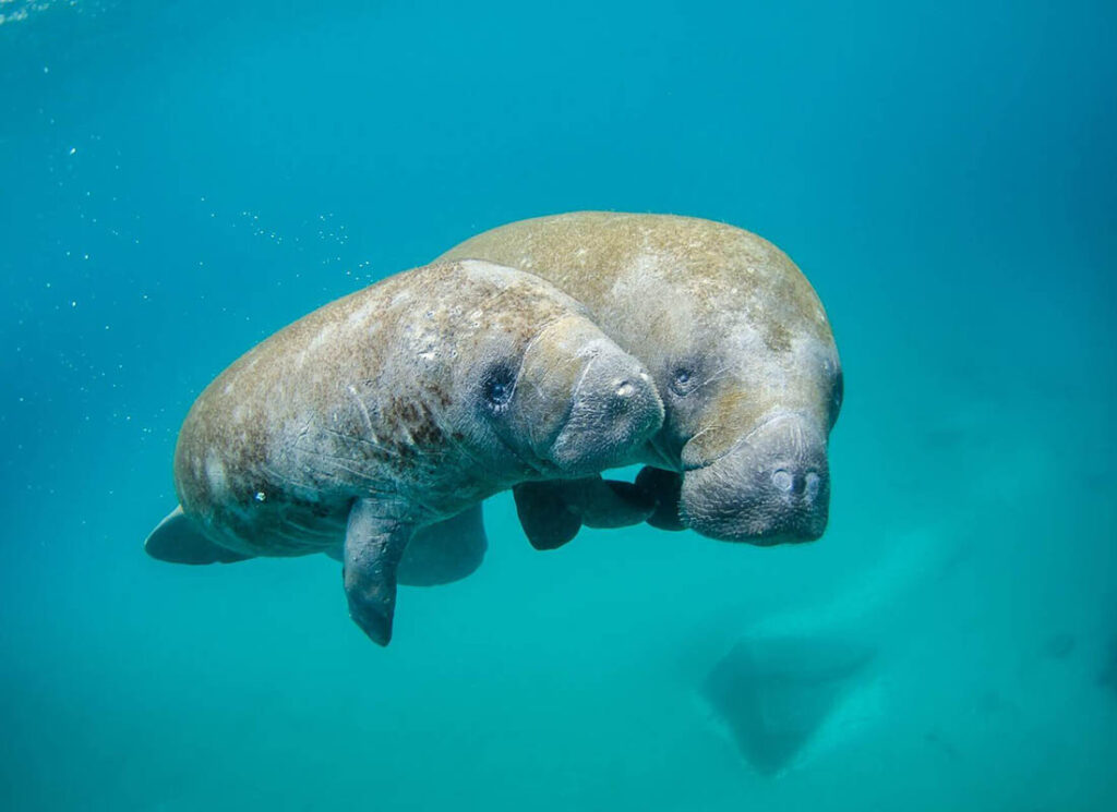 Marine life conservation